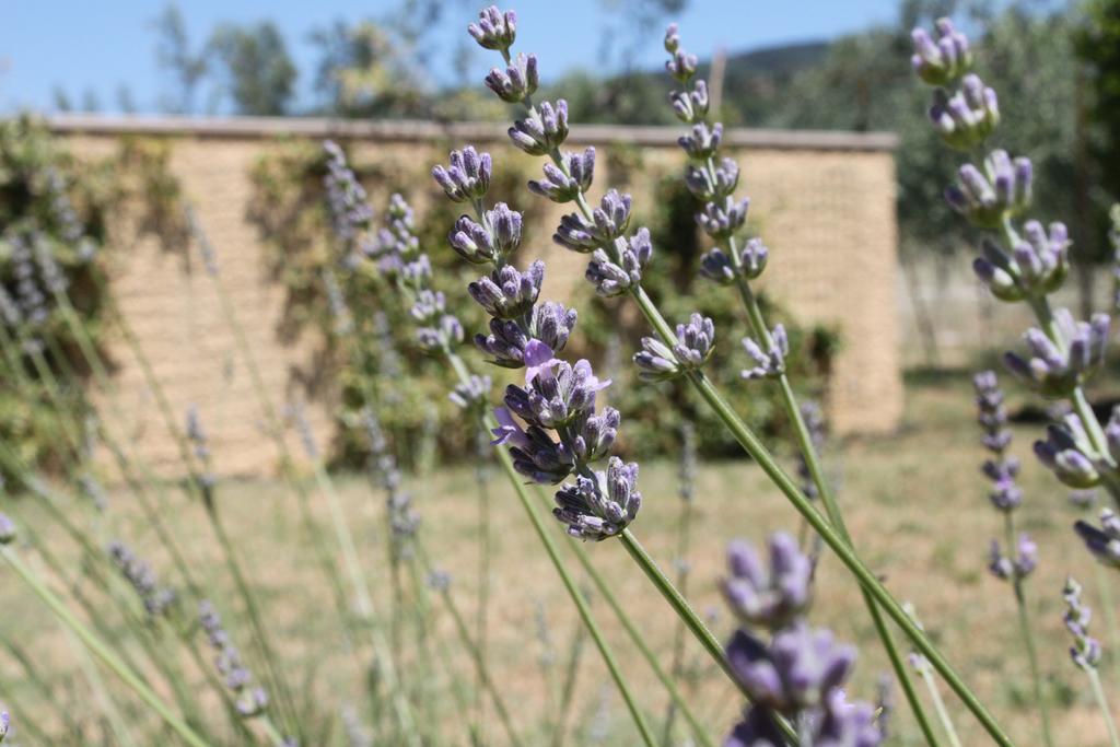 Il Piratello - Agriturismo Baldeschi Apartamento Tuoro sul Trasimeno Exterior foto